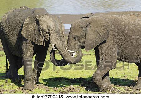 "African Elephants (Loxodonta africana), social interaction between two bulls, Kruger National Park, South Africa, Africa" View Large Photo Image Stock Photography - "African Elephants (Loxodonta africana), social interaction between two bulls, Kruger National Park, South Africa, Africa". Fotosearch