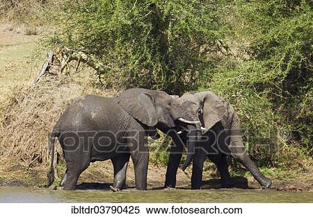 Stock Photography - "African Elephants (Loxodonta africana), fighting bulls on the bank of the Shingwedzi River, Kruger National Park, South Africa, Africa". Fotosearch