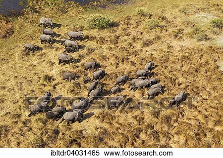 Stock Photography - "African Elephants (Loxodonta africana), breeding herd, roaming, aerial view, Okavango Delta, Moremi Game Reserve, Botswana, Africa". Fotosearch
