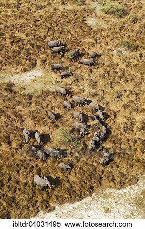 Stock Photography - "African Elephants (Loxodonta africana), breeding herd, roaming, aerial view, Okavango Delta, Moremi Game Reserve, Botswana, Africa". Fotosearch