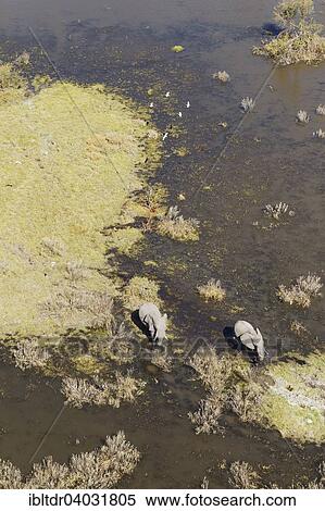 Stock Photography - "African Elephants (Loxodonta africana), two cows, roaming in a freshwater marsh, aerial view, Okavango Delta, Moremi Game Reserve, Botswana, Africa". Fotosearch