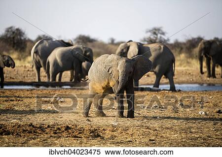"African elephants (Loxodonta africana), young animal at a dust bath, in the back elephants drinking at a waterhole, Etosha National Park, Namibia, Africa" View Large Photo Image Stock Photography - "African elephants (Loxodonta africana), young animal at a dust bath, in the back elephants drinking at a waterhole, Etosha National Park, Namibia, Africa". Fotosearch