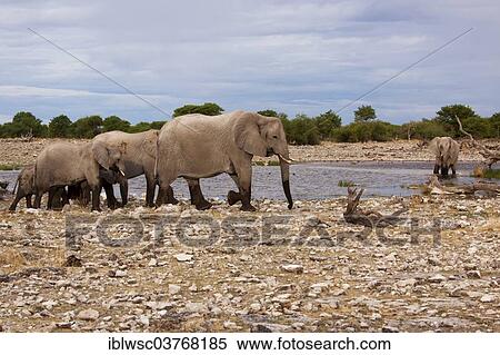 Stock Photography - "African elephants (Loxodonta africana), herd at waterhole, Etosha-Nationalpark, Namutoni, Namibia, Africa". Fotosearch