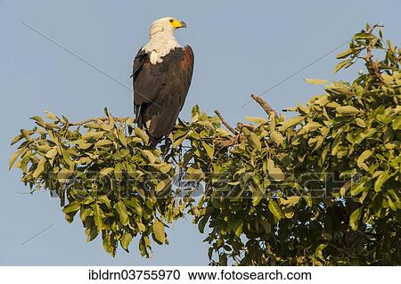 "African Fish Eagle (Haliaeetus Vocifer), Chobe National Park, North-West District, Botswana, Africa" View Large Photo Image Stock Image - "African Fish Eagle (Haliaeetus Vocifer), Chobe National Park, North-West District, Botswana, Africa". Fotosearch