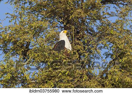 "African Fish Eagle (Haliaeetus Vocifer), Chobe National Park, North-West District, Botswana, Africa" View Large Photo Image Stock Image - "African Fish Eagle (Haliaeetus Vocifer), Chobe National Park, North-West District, Botswana, Africa". Fotosearch