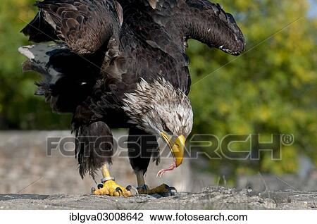 "African Fish Eagle (Haliaeetus vocifer) with food in its beak, captive, Heimbach, North Rhine-Westphalia, Germany, Europe" View Large Photo Image Stock Image - "African Fish Eagle (Haliaeetus vocifer) with food in its beak, captive, Heimbach, North Rhine-Westphalia, Germany, Europe". Fotosearch