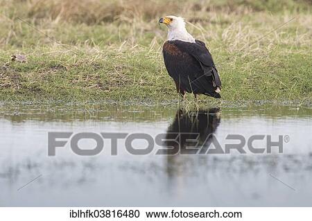 "African Fish Eagle (Haliaeetus vocifer), Liuwa Plain National Park, Northwestern Province, Zambia, Africa" View Large Photo Image Stock Image - "African Fish Eagle (Haliaeetus vocifer), Liuwa Plain National Park, Northwestern Province, Zambia, Africa". Fotosearch