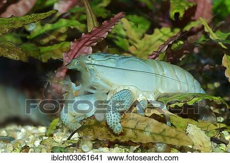 Stock Image - "African Giant Filter Shrimp or Vampire Shrimp (Atya gabonensis), native to West Africa and South America, captive, North Rhine-Westphalia, Germany, Europe". Fotosearch