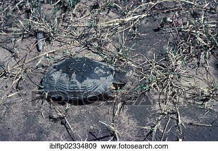 Stock Photo - "African helmeted turtle or Marsh terrapin (Pelomedusa subrufa), walking on muddy ground". Fotosearch