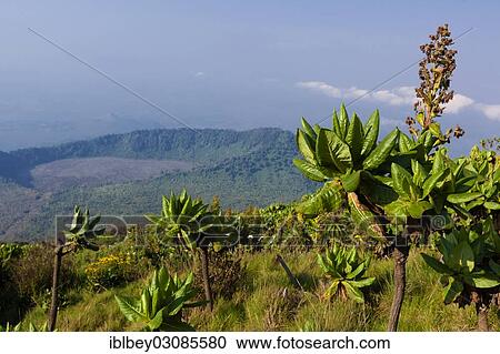 Stock Image - "African highland vegetation on the slopes of Mount Nyiragongo volcano, Goma, Nord-Kivu, Congo, Democratic Republic of the Congo, Africa". Fotosearch