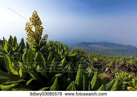 Stock Photo - "African highland vegetation on the slopes of Mount Nyiragongo volcano, Goma, Nord-Kivu, Congo, Democratic Republic of the Congo, Africa". Fotosearch