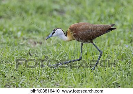 "African Jacana (Actophilornis africanus), Liuwa Plain National Park, Northwestern Province, Zambia, Africa" View Large Photo Image Stock Image - "African Jacana (Actophilornis africanus), Liuwa Plain National Park, Northwestern Province, Zambia, Africa". Fotosearch