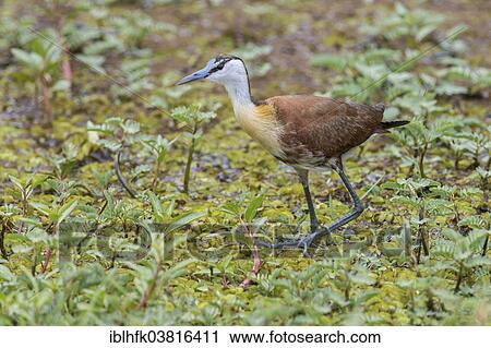 "African Jacana (Actophilornis africanus), Liuwa Plain National Park, Northwestern Province, Zambia, Africa" View Large Photo Image Stock Image - "African Jacana (Actophilornis africanus), Liuwa Plain National Park, Northwestern Province, Zambia, Africa". Fotosearch