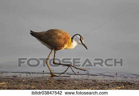 "African Jacana (Actophilornis africanus), foraging at the lakeshore, Sunset Dam, Kruger National Park, South Africa, Africa" View Large Photo Image Stock Image - "African Jacana (Actophilornis africanus), foraging at the lakeshore, Sunset Dam, Kruger National Park, South Africa, Africa". Fotosearch