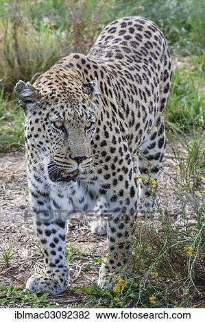 "African Leopard (Panthera pardus pardus), Naankuse, Namibia, Africa" View Large Photo Image Stock Image - "African Leopard (Panthera pardus pardus), Naankuse, Namibia, Africa". Fotosearch
