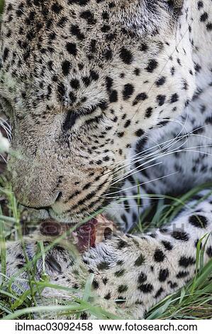 Stock Photo - "African Leopard (Panthera pardus pardus) feeding, Naankuse, Namibia, Africa". Fotosearch