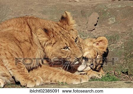 "African Lion (Panthera leo) cubs playing, native to Africa, in captivity, Netherlands, Europe" View Large Photo Image Stock Image - "African Lion (Panthera leo) cubs playing, native to Africa, in captivity, Netherlands, Europe". Fotosearch