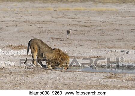 "African Lion (Panthera Leo), drinking, Nebrownii waterhole, Etosha National Park, Namibia, Africa" View Large Photo Image Stock Photo - "African Lion (Panthera Leo), drinking, Nebrownii waterhole, Etosha National Park, Namibia, Africa". Fotosearch