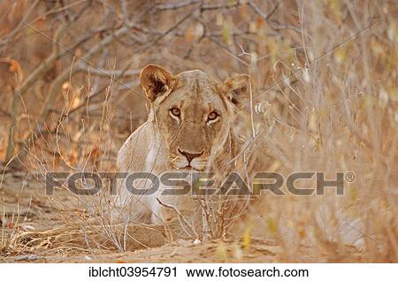 "African Lion (Panthera leo), female, Etosha National Park, Namibia, Africa" View Large Photo Image Stock Image - "African Lion (Panthera leo), female, Etosha National Park, Namibia, Africa". Fotosearch