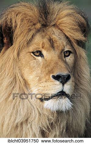 "African Lion (Panthera leo), male, native to Africa, captive, Germany, Europe" View Large Photo Image Stock Image - "African Lion (Panthera leo), male, native to Africa, captive, Germany, Europe". Fotosearch