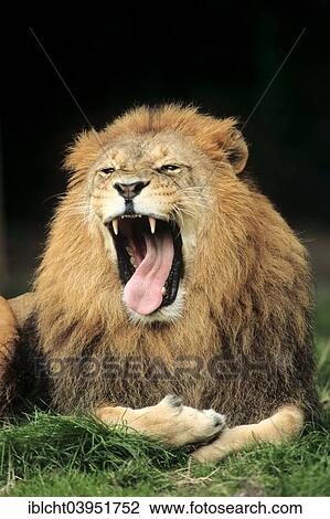 "African Lion (Panthera leo), male yawning, native to Africa, captive, Germany, Europe" View Large Photo Image Stock Image - "African Lion (Panthera leo), male yawning, native to Africa, captive, Germany, Europe". Fotosearch