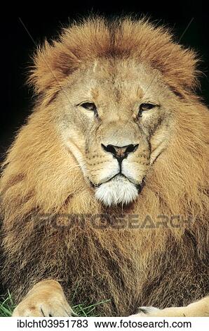 "African Lion (Panthera leo), male, native to Africa, captive, Germany, Europe" View Large Photo Image Stock Image - "African Lion (Panthera leo), male, native to Africa, captive, Germany, Europe". Fotosearch