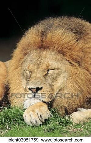 Stock Photo - "African Lion (Panthera leo), male asleep, native to Africa, captive, Germany, Europe". Fotosearch
