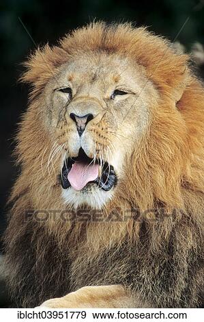 "African Lion (Panthera leo), male, native to Africa, captive, Germany, Europe" View Large Photo Image Stock Photo - "African Lion (Panthera leo), male, native to Africa, captive, Germany, Europe". Fotosearch