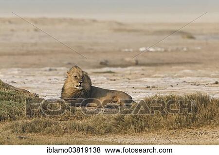 "African Lion (Panthera Leo), resting at the edge of Etosha Salt Pan, Etosha National Park, Namibia, Africa" View Large Photo Image Stock Photo - "African Lion (Panthera Leo), resting at the edge of Etosha Salt Pan, Etosha National Park, Namibia, Africa". Fotosearch