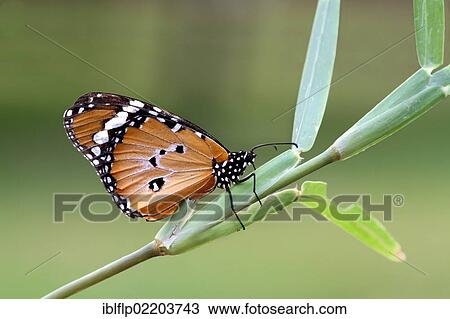 Stock Image - "African Monarch (Danaus chrysippus), adult, underside, resting on grass, Chobe National Park, Botswana, Africa". Fotosearch