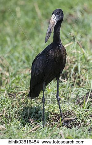 "African Openbill (Anastomus lamelligerus), Botswana, Africa" View Large Photo Image Picture - "African Openbill (Anastomus lamelligerus), Botswana, Africa". Fotosearch