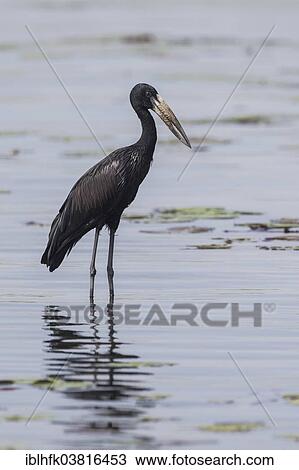 "African Openbill (Anastomus lamelligerus), Botswana, Africa" View Large Photo Image Stock Image - "African Openbill (Anastomus lamelligerus), Botswana, Africa". Fotosearch