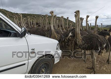 Stock Photo - "African Ostriches (Struthio camelus) in front of a vehicle, Oudtshoorn, Western Cape, South Africa, Africa". Fotosearch