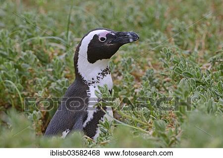 "African Penguin (Spheniscus demersus), Boulders Beach, Simon's Town, Western Cape, South Africa, Africa" View Large Photo Image Stock Photo - "African Penguin (Spheniscus demersus), Boulders Beach, Simon's Town, Western Cape, South Africa, Africa". Fotosearch