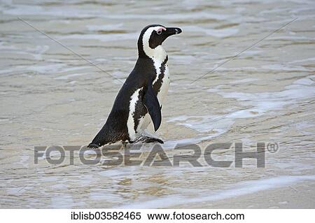 "African Penguin (Spheniscus demersus), Boulders Beach, Simon's Town, Western Cape, South Africa, Africa" View Large Photo Image Stock Photography - "African Penguin (Spheniscus demersus), Boulders Beach, Simon's Town, Western Cape, South Africa, Africa". Fotosearch