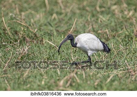 "African Sacred Ibis (Threskiornis aethiopicus), Botswana, Africa" View Large Photo Image Stock Photograph - "African Sacred Ibis (Threskiornis aethiopicus), Botswana, Africa". Fotosearch