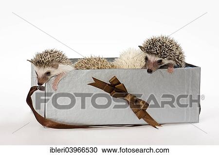 African white-bellied hedgehog in a box View Large Photo Image Stock Image - African white-bellied hedgehog in a box. Fotosearch