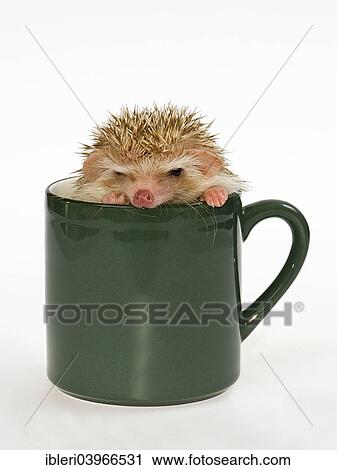 African white-bellied hedgehog in a cup View Large Photo Image Stock Image - African white-bellied hedgehog in a cup. Fotosearch