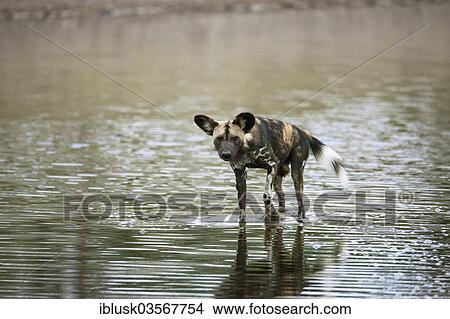 "African Wild Dog (Lycaon pictus) on foot in Masek Lake to cool down, Ndutu area, Serengeti, Tanzania, Africa" View Large Photo Image Picture - "African Wild Dog (Lycaon pictus) on foot in Masek Lake to cool down, Ndutu area, Serengeti, Tanzania, Africa". Fotosearch