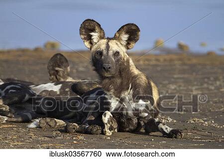 "African Wild Dog (Lycaon pictus), on the shore of Masek Lake, Ndutu area, Serengeti, Tanzania, Africa" View Large Photo Image Stock Image - "African Wild Dog (Lycaon pictus), on the shore of Masek Lake, Ndutu area, Serengeti, Tanzania, Africa". Fotosearch