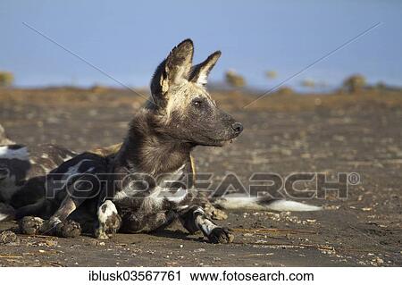 Stock Image - "African Wild Dog (Lycaon pictus), on the shore of Masek Lake, Ndutu area, Serengeti, Tanzania, Africa". Fotosearch
