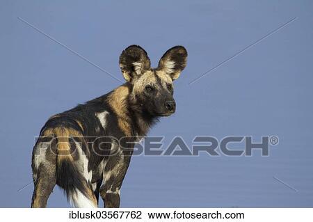 Stock Image - "African Wild Dog (Lycaon pictus), on the shore of Masek Lake, Ndutu area, Serengeti, Tanzania, Africa". Fotosearch