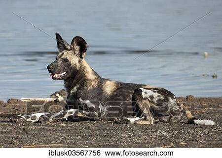 Stock Photograph - "African Wild Dog (Lycaon pictus) on the shore of Masek Lake, Ndutu area, Serengeti, Tanzania, Africa". Fotosearch