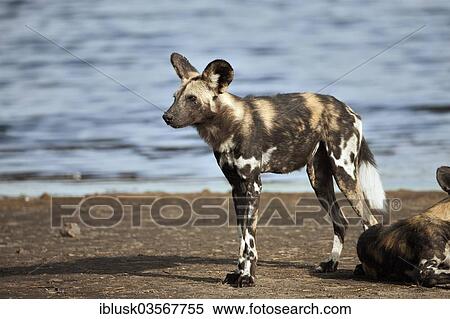 "African Wild Dog (Lycaon pictus) on the shore of Masek Lake, Ndutu area, Serengeti, Tanzania, Africa" View Large Photo Image Stock Photography - "African Wild Dog (Lycaon pictus) on the shore of Masek Lake, Ndutu area, Serengeti, Tanzania, Africa". Fotosearch