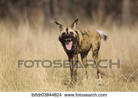 Picture - "African Wild Dog (Lycaon pictus), yawning, endangered species, captive, Harnas Wildlife Foundation, Namibia, Africa". Fotosearch