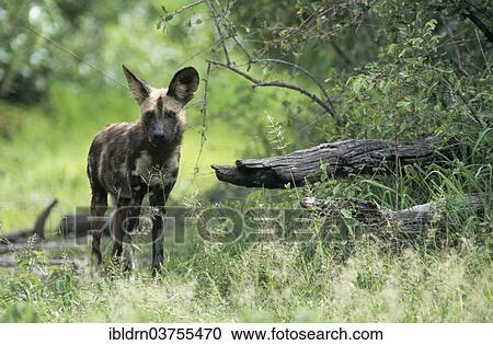 "African Wild Dog (Lycaon pictus), Savute, North-West District, Botswana, Africa" View Large Photo Image Stock Image - "African Wild Dog (Lycaon pictus), Savute, North-West District, Botswana, Africa". Fotosearch