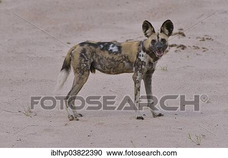 "African Wild Dog (Lycaon pictus), South Luangwa National Park, Zambia, Africa" View Large Photo Image Stock Image - "African Wild Dog (Lycaon pictus), South Luangwa National Park, Zambia, Africa". Fotosearch