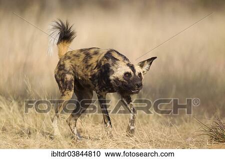 "African Wild Dog (Lycaon pictus), aggressive behaviour, endangered species, captive, Harnas Wildlife Foundation, Namibia, Africa" View Large Photo Image Stock Image - "African Wild Dog (Lycaon pictus), aggressive behaviour, endangered species, captive, Harnas Wildlife Foundation, Namibia, Africa". Fotosearch