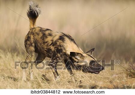Stock Image - "African Wild Dog (Lycaon pictus), aggressive behaviour, endangered species, captive, Harnas Wildlife Foundation, Namibia, Africa". Fotosearch