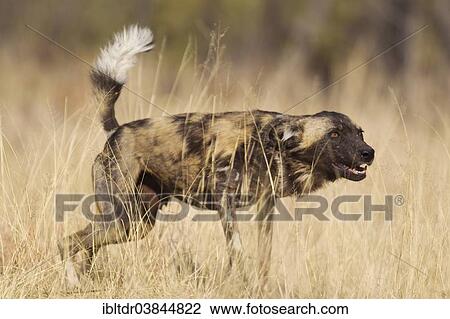 Stock Image - "African Wild Dog (Lycaon pictus), aggressive behaviour, endangered species, captive, Harnas Wildlife Foundation, Namibia, Africa". Fotosearch